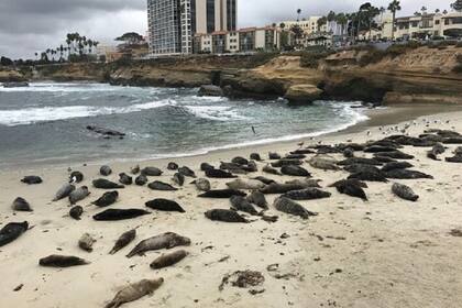 La Jolla es un lugar popular para avistar leones marinos