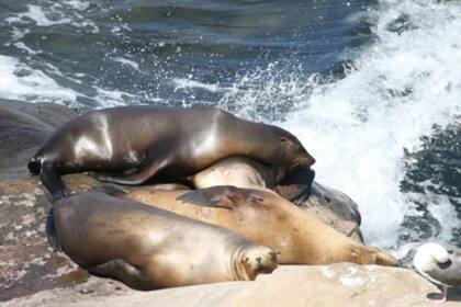 La Jolla es un lugar popular para avistar leones marinos