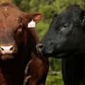 Un experto hablará sobre el desempeño reproductivo de los toros