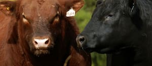 Un experto hablará sobre el desempeño reproductivo de los toros