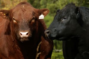 Un experto hablará sobre el desempeño reproductivo de los toros