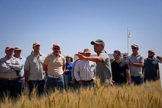 El trigo sorprende en amplias regiones con rindes superiores a los 6000 kilos