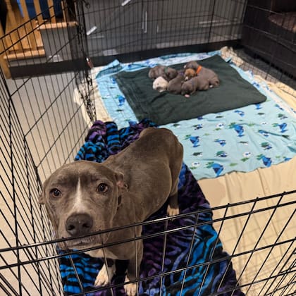 La joven perra se aseguró de que todos sus cachorros estuvieran a salvo.