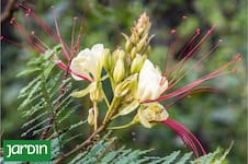La planta que tenés que tener para darle un aire exótico y diferente al jardín