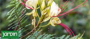 La planta que tenés que tener para darle un aire exótico y diferente al jardín