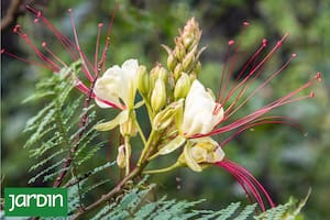La planta que tenés que tener para darle un aire exótico y diferente al jardín
