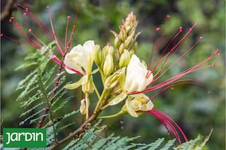 La planta que tenés que tener para darle un aire exótico y diferente al jardín