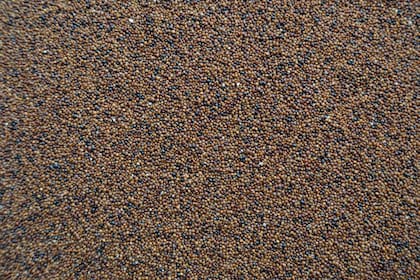 La Kañiwa es una opción perfecta para los que buscan alimentos ricos, saludables y libres de gluten