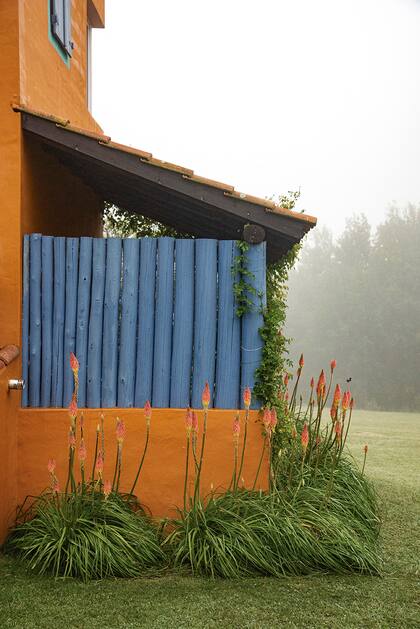 La Kniphofia Uvaria se destaca sobre el muro naranja y la empalizada teñida de azul