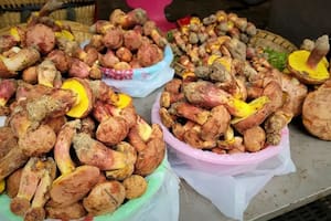 El misterio de los hongos que hacen alucinar a la gente con decenas de humanos diminutos