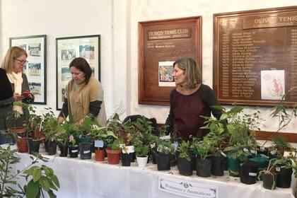 La labor del Garden Club Argentino consiste en diferentes actividades, como exposiciones, charlas y acciones de trabajo social para contribuir a la preservación de la naturaleza. 