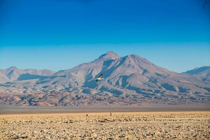 La Laguna de Chaxa, parte del Salar de Atacama.