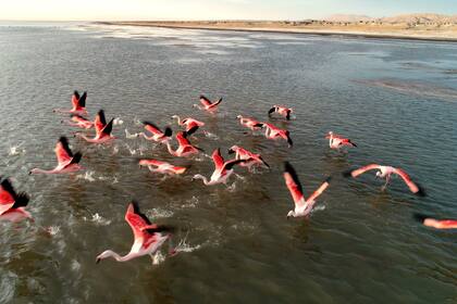 La Laguna de los Pozuelos, en Jujuy, es uno de los sitios para aves acuáticas más importantes en la región andina del norte de Argentina, se han registrado hasta 26.000 flamencos de las tres especies andinas.