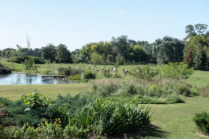 La laguna y el campo vistos desde la casa. Un fondo de árboles existentes le da marco al jardín