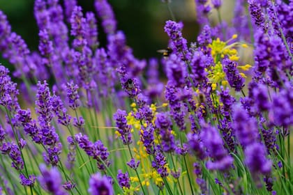 La lavanda, con su aroma intenso y su contenido de linalol tiene un efecto relajante directo sobre nuestro sistema nervioso