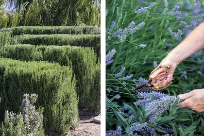 La lavanda, el romero y la menta son clásicos de estos espacios por su capacidad de evocar recuerdos y generar calma