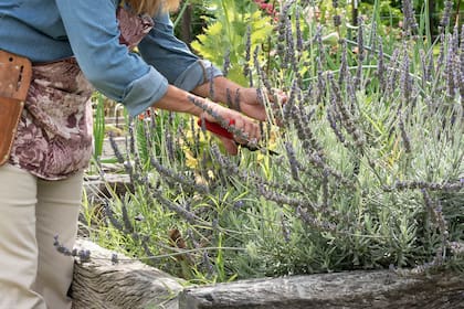 La lavanda es conocida por sus propiedades relajantes