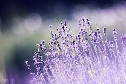 La lavanda es un buen reemplazo de la naftalina por su olor natural y porque previene la aparición de mosquitos