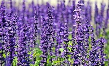 La lavanda es una planta aromática capaz de ahuyentar a los parásitos de un jardín