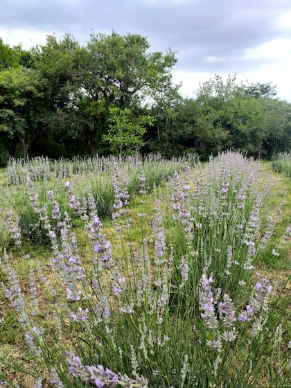 La lavanda es uno de los cultivos que hacen en Los Nogales