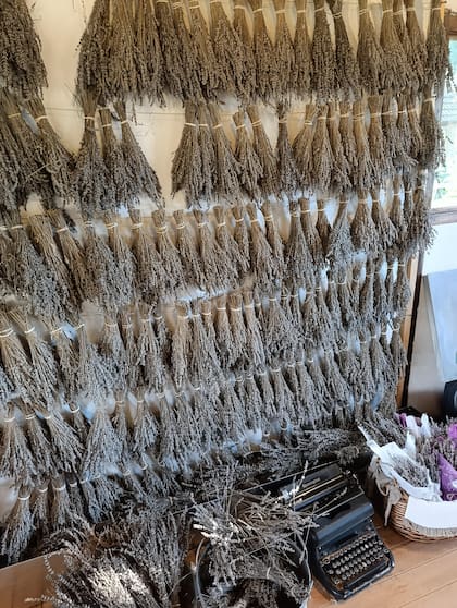 La lavanda prospera en las sierras cordobesas: se da bien a más de 700 m de altura y con inviernos marcados de al menos tres meses.