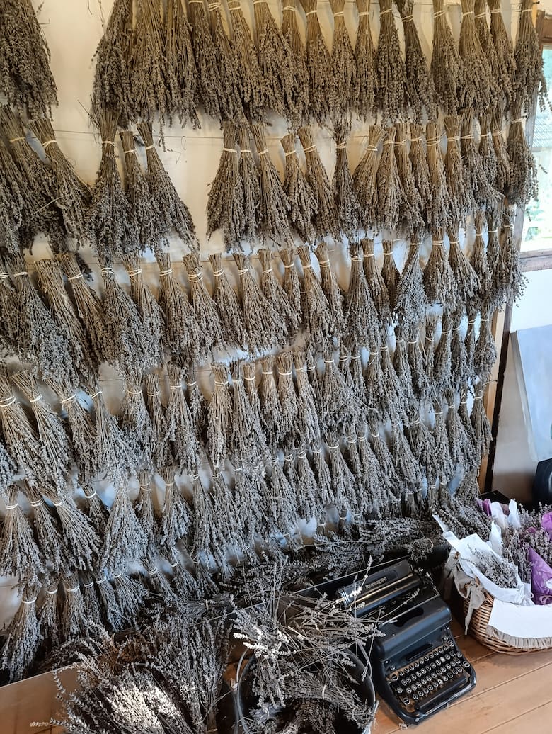 De cero a atractivo turístico: el boom de las lavandas