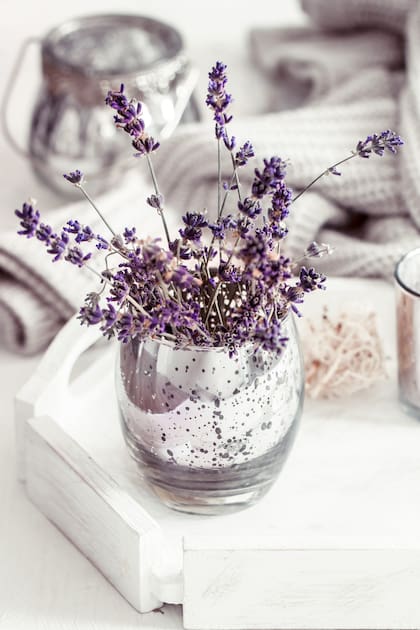 La lavanda puede ser un bálsamo natural que reduce el estrés y mejora la calidad del sueño