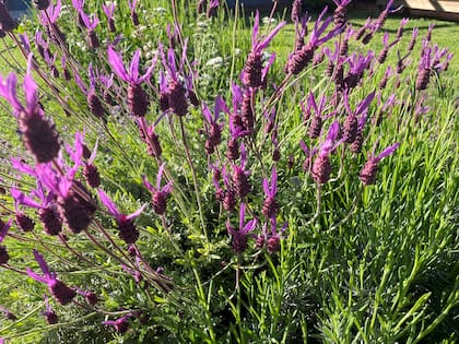 La lavanda stoechas conocida por su belleza ornamental.