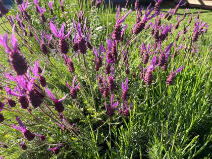 La lavanda, una planta denominada "de la suerte"