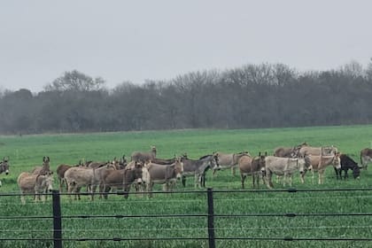 Leche de burra: el superalimento que es una alternativa natural para niños que sufren la patología alimentaria más frecuente 14 La leche de burra tiene un nivel muy bajo de caseína y una digestibilidad mucho más fácil que la de vaca