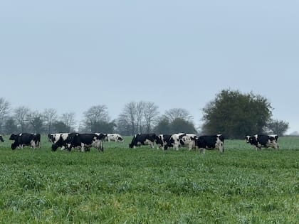 La leche mantuvo estabilidad mensual en el precio ($474 por litro), pero interanualmente los precios crecieron 13%, quedando por debajo de los costos 35% y de la inflación (33,6%)