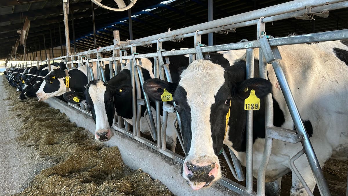 O número de atividades com raízes fortes está sendo esmagado internamente O número de atividades com raízes fortes está sendo esmagado internamente