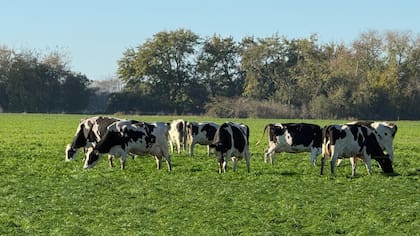 “La lechería sigue siendo prácticamente la única actividad del agro alcanzada con un IVA del 21%, mientras gran parte del resto de las actividades tributan 10,5%”, cuestionó