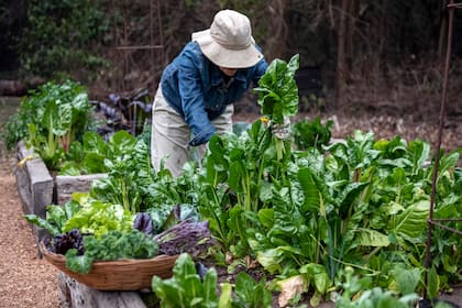 La lechuga comienza a marchitarse desde que es recolectada
