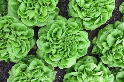 La lechuga es una verdura de hoja muy rendidora, fácil de cultivar y muy ornamental.