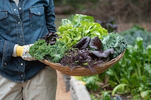 La hortaliza poco calórica que favorece la digestión e hidrata