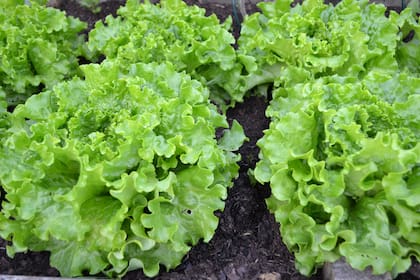 La lechuga retrocedió un 25,3%, a $3020,43 el kilo