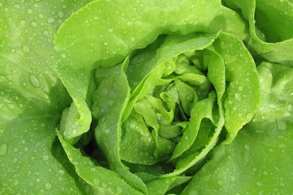 La lechuga tiene un sinfín de beneficios