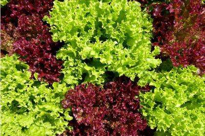 La lechuga tuvo un alza de 51,1% en enero