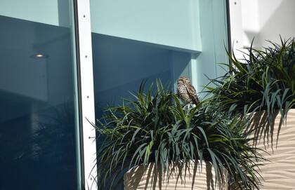 La lechuza voló por diferentes lugares del crucero para evitar ser capturada