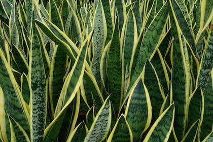La Lengua de Suegra es muy fácil de cuidar e ideal para quienes se están adentrándote al mundo de las plantas, perfecta para empezar gracias a su excelente resistencia.