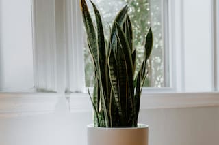 Por qué florece la planta lengua de suegra