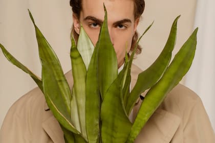 La lengua de suegra mejora la calidad del aire interior, reduce contaminantes y contribuye al bienestar mental