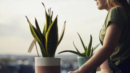 La lengua de tigre es una buena planta de interior y requiere de muy pocos cuidados