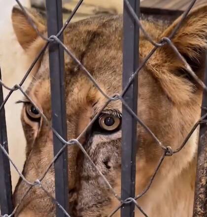 La leona pasó por un momento de shock tras el ataque