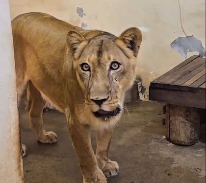 La leona que le produjo la muerte al joven no será sacrificada