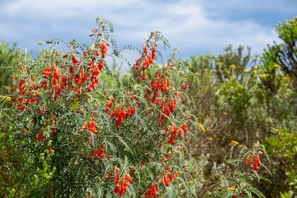 La Lessertia frutescens, más conocida como “arbusto del cáncer”, es usada como una medicina para diversas dolencias.
