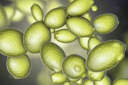 Las farmacéuticas también podrían beneficiarse de las levaduras bioprospectadas