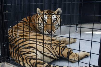 La ley busca proteger a los animales de los entrenamientos abusivos y sus traslados en pequeñas jaulas