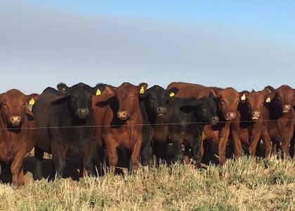La ley de Santa Cruz, que ahora dependerá de su futura reglamentación, faculta a la autoridad de aplicación a disponer las medidas necesarias para controlar, impedir o restringir el ingreso a la provincia de animales en pie, carnes, frutas, hortalizas, productos y subproductos agropecuarios y forestales